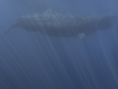 Physeter macrocephalus