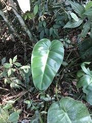 Philodendron