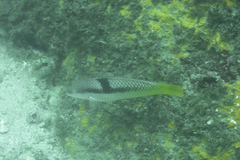 Halichoeres nicholsi