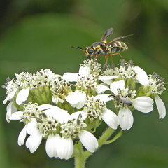Hoplitimyia constans