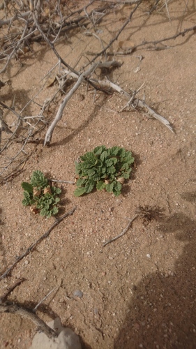 Corchorus depressus image