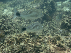 Haemulon maculicauda