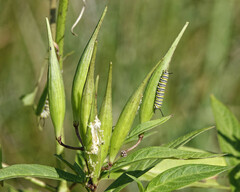Asclepias incarnata