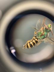 Agapostemon virescens