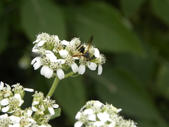Hoplitimyia constans