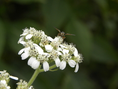 Hoplitimyia constans