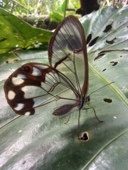 Pseudohaetera hypaesia