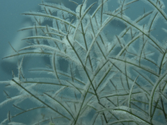Macrorhynchia philippina