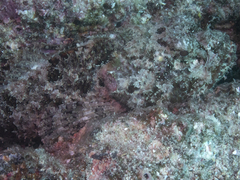 Scorpaena mystes