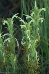 Castilleja mexicana