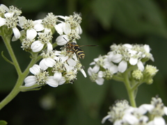 Hoplitimyia constans