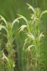 Castilleja mexicana