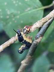 Podisus maculiventris