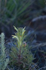 Castilleja mexicana