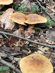 Lactifluus hygrophoroides