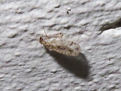 Micromus variegatus