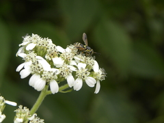 Hoplitimyia constans