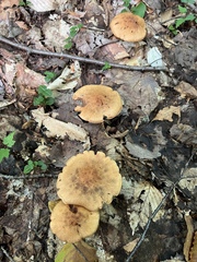 Lactifluus hygrophoroides