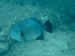 Pseudobalistes naufragium