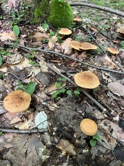 Lactifluus hygrophoroides