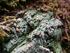 Icmadophila ericetorum