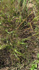 Eragrostis pectinacea
