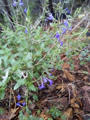 Salvia lycioides