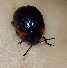 Chrysolina