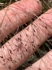 Eragrostis pectinacea