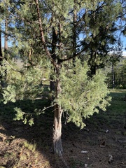 Juniperus scopulorum