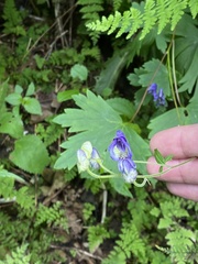 Aconitum noveboracense