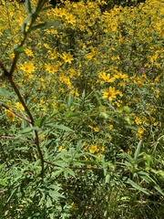 Bidens polylepis