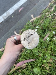 Leucoagaricus barssii