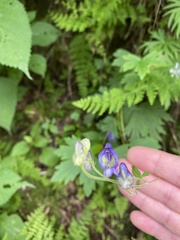 Aconitum noveboracense