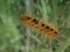Pygarctia