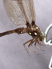 Boyeria vinosa