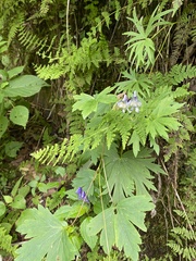 Aconitum noveboracense