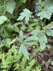 Aconitum noveboracense