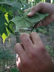 Saucrobotys futilalis