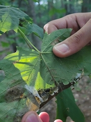 Saucrobotys futilalis