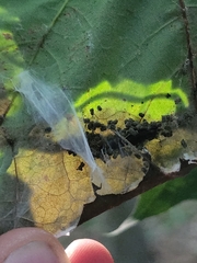 Saucrobotys futilalis