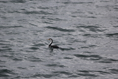 Phalacrocorax varius