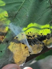 Saucrobotys futilalis