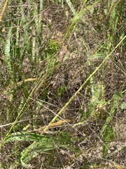 Eragrostis pectinacea