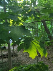 Saucrobotys futilalis