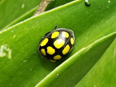 Epilachna mexicana