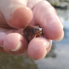 Ameiurus natalis