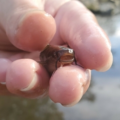 Ameiurus natalis
