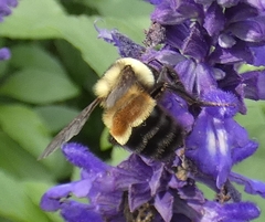 Bombus affinis