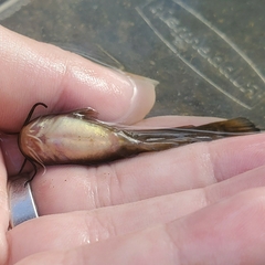 Ameiurus natalis